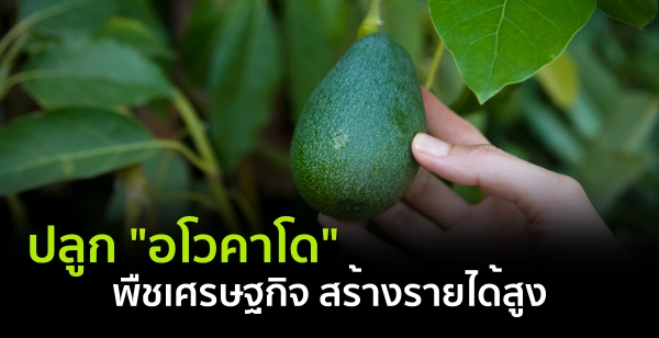 ปลูก "อโวคาโด" พืชเศรษฐกิจ สร้างรายได้สูง ปลูก "อโวคาโด" พืชเศรษฐกิจ สร้างรายได้สูง