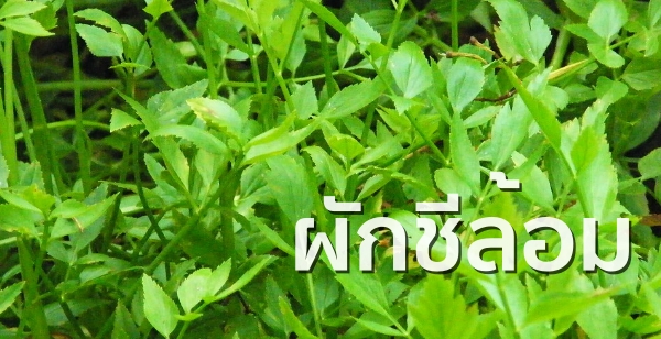 ผักชีล้อม