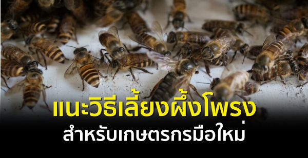 แนะวิธีเลี้ยงผึ้งโพรงสำหรับเกษตรกรมือใหม่