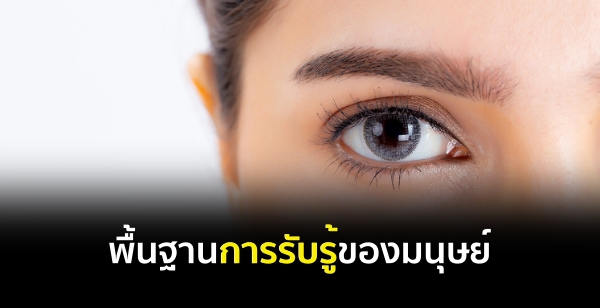 พื้นฐานการรับรู้ของมนุษย์