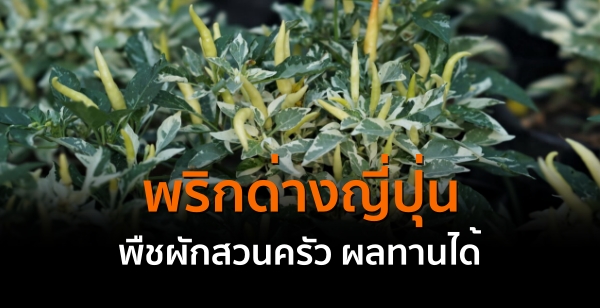 "พริกด่างญี่ปุ่น" พืชผักสวนครัว ผลทานได้