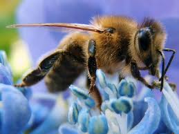 มหัศจรรย์ "ผึ้งบำบัด" รักษาอาการเรื้อรัง-ไมเกรน-อัลไซเมอร์ กระแสตอบรับล้นหลาม