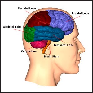 การเรียนรู้โดยใช้สมองเป็นฐาน (Brain based Learning: BBL)