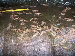กุ้งเดินขบวนมหัศจรรย์ทางธรรมชาติ กุ้งเดินขบวนมหัศจรรย์ทางธรรมชาติ