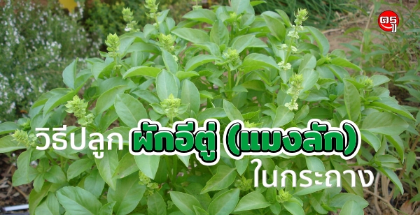 วิธีปลูกผักอีตู่ (แมงลัก) ในกระถาง วิธีปลูกผักอีตู่ (แมงลัก) ในกระถาง