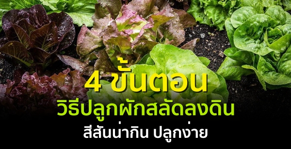 4 ขั้นตอน วิธีปลูกผักสลัดลงดิน สีสันน่ากิน ปลูกง่าย
