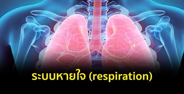 ระบบหายใจ (respiration)