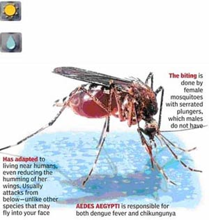 "ชิคุนกุนยา (Chikungunya)" โรคที่ชื่อแปลก แต่แฝงด้วยความน่ากลัว???