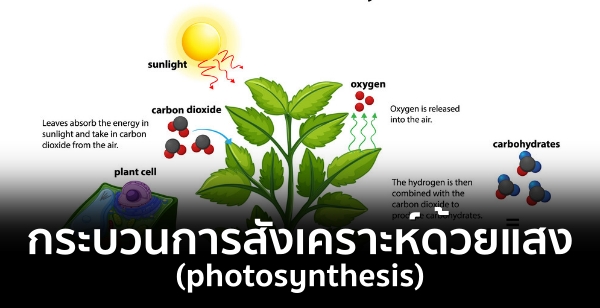 กระบวนการสังเคราะห์ด้วยแสง (photosynthesis)