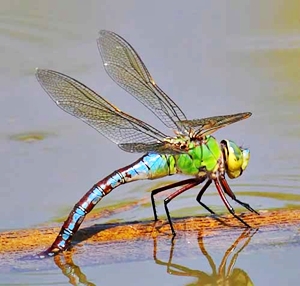 ทำไมแมลงปอต้องบินไปแตะผิวน้ำ