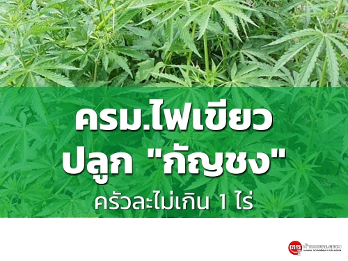 ครม.ไฟเขียว "กัญชง" ปลูกได้ครัวละไม่เกิน1ไร่ พืชเศรษฐกิจไทยตัวใหม่