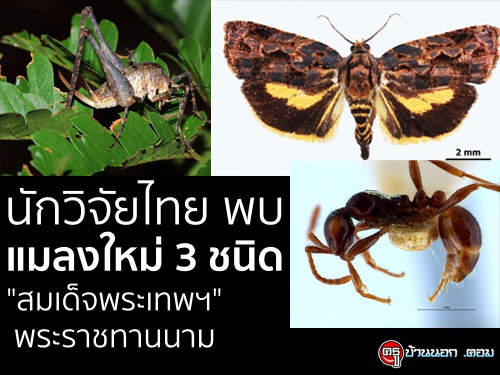 นักวิจัยไทย พบแมลงใหม่ 3 ชนิด "สมเด็จพระเทพฯ" พระราชทานนาม