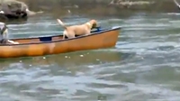 สุดซึ้ง หมาช่วยหมา ที่กำลังลอยคออยู่บนเรือ