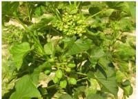 ��ԡ���ʹ��Ҿ����˭���